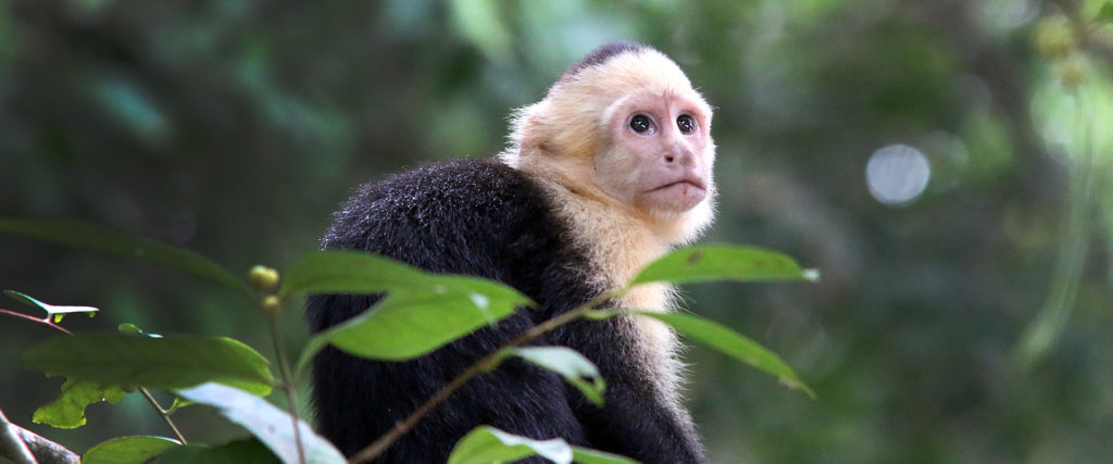 Capuchin monkey Costa Rica