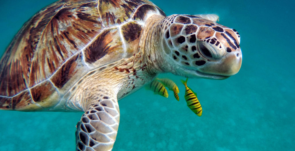 Swim with Turtles in India Ocean