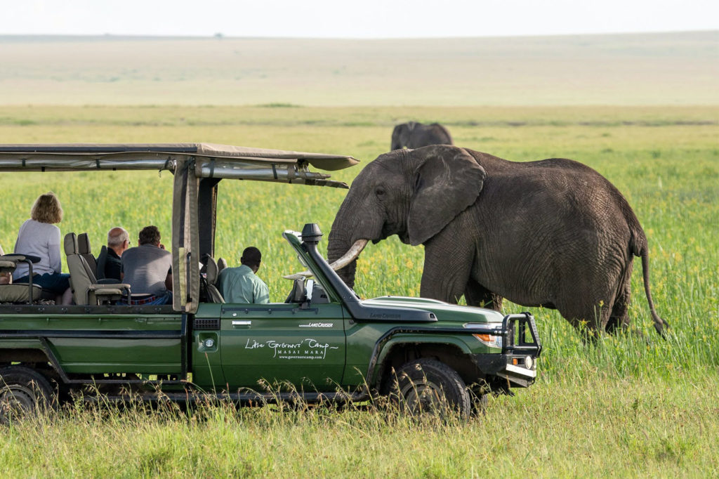 Elephants on African Safari