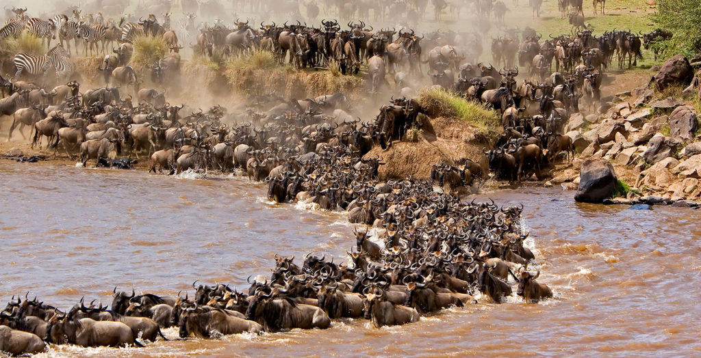Migration in Kenya