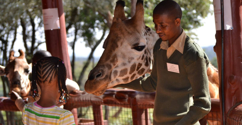 National Park Nairobi Kenya Giraffe