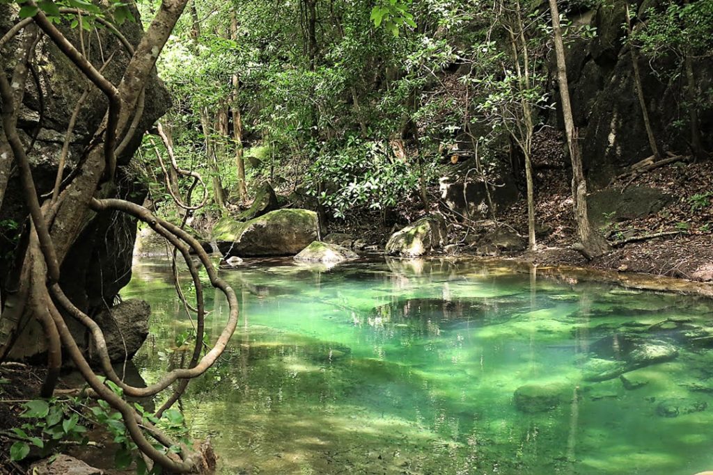 River in Jungle