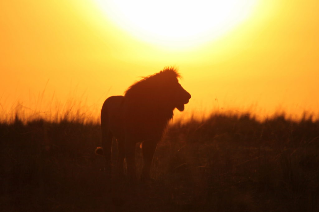 National Park Nairobi Kenya Lion