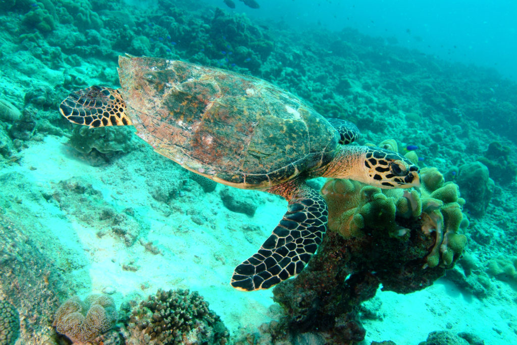 Turtle in Seychelles