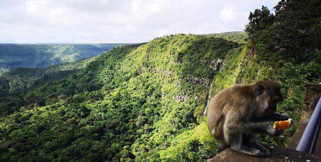 Mauritius Mountain monkey
