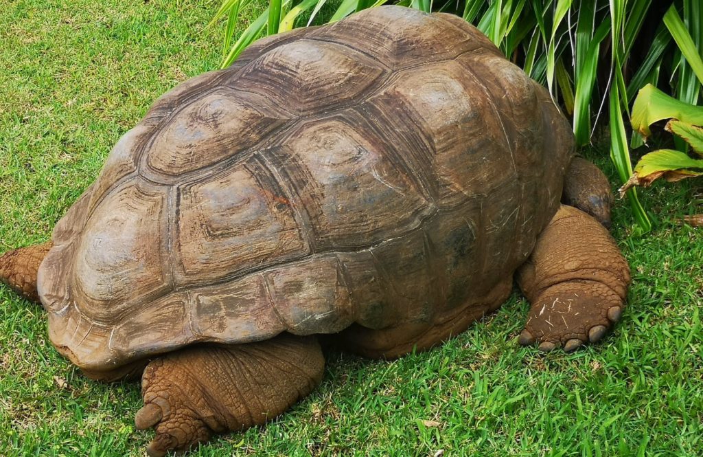 Mauritius La Vanille Nature Park Tortoise