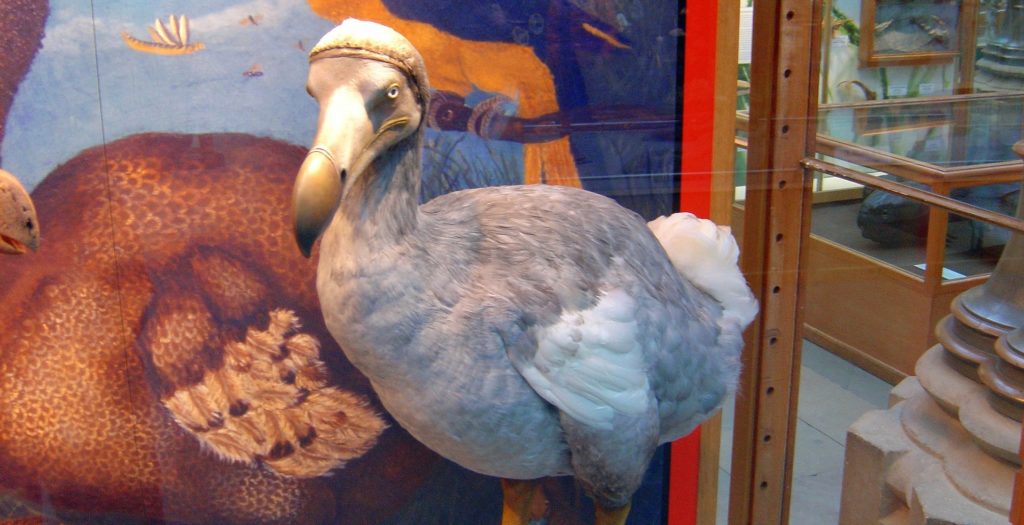 Mauritius Dodo