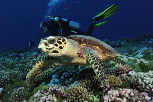 Marine Conservation in the Maldives