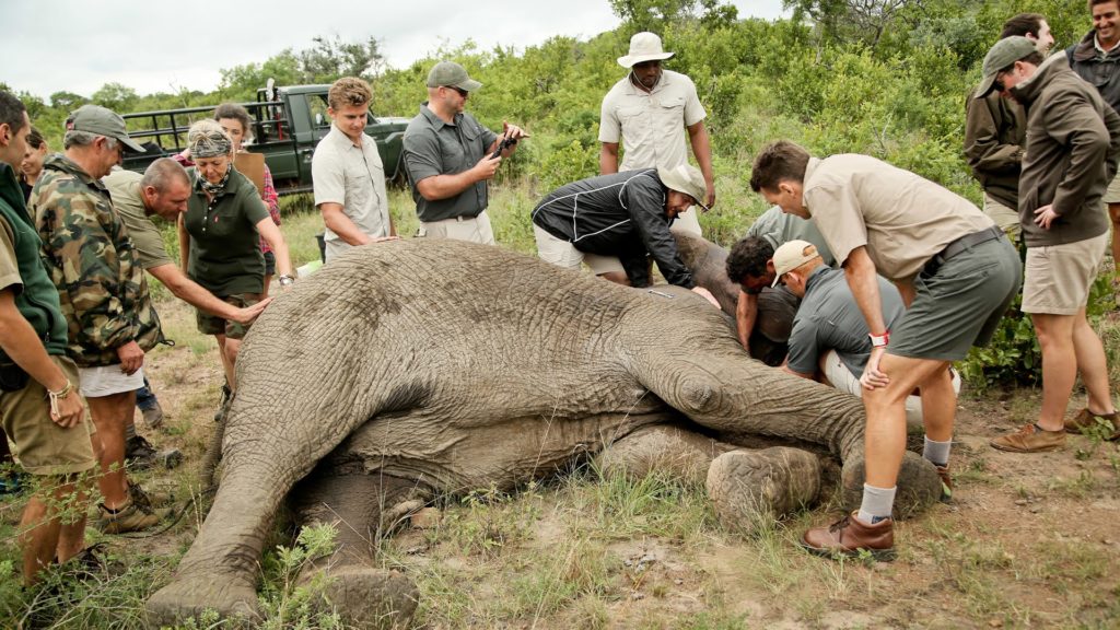 Elephant Conservation in Botswana