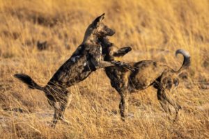 Can Responsible Tourism Help Support Wild Dog Populations?
