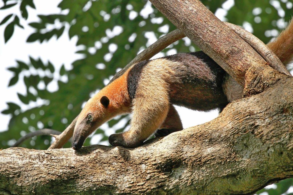 Costa Rica - Anteater