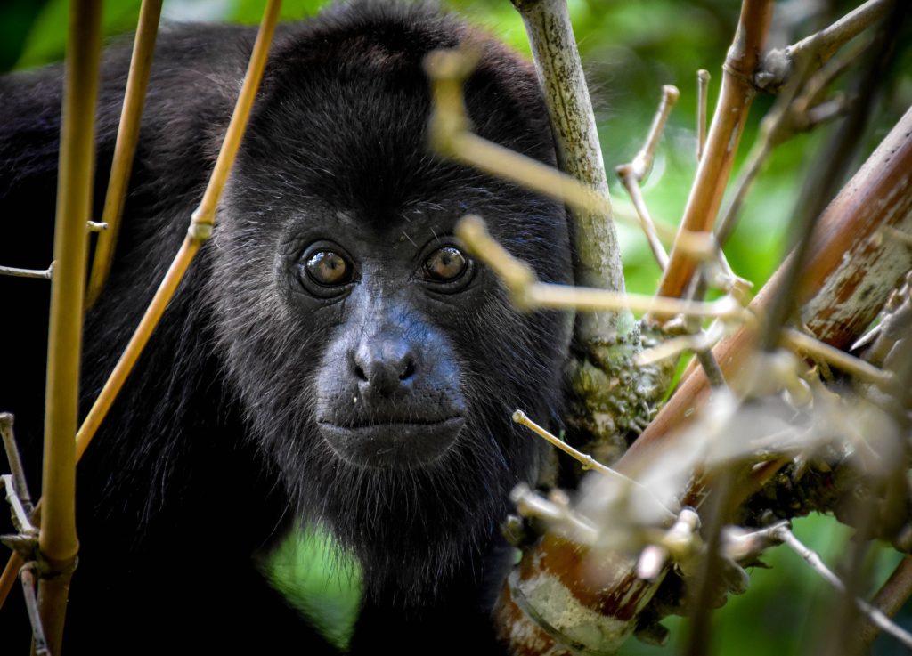 Costa Rica - Howler Monkey