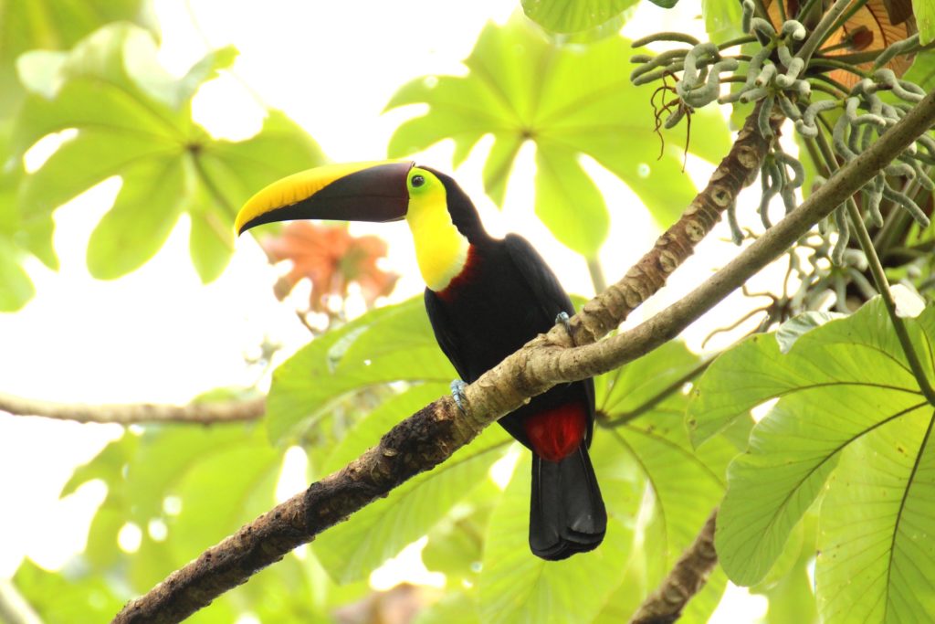 Costa Rica - Toucan