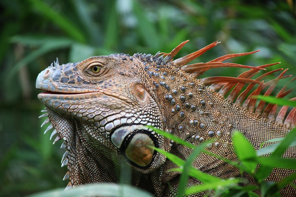 Costa Rica - Iguana