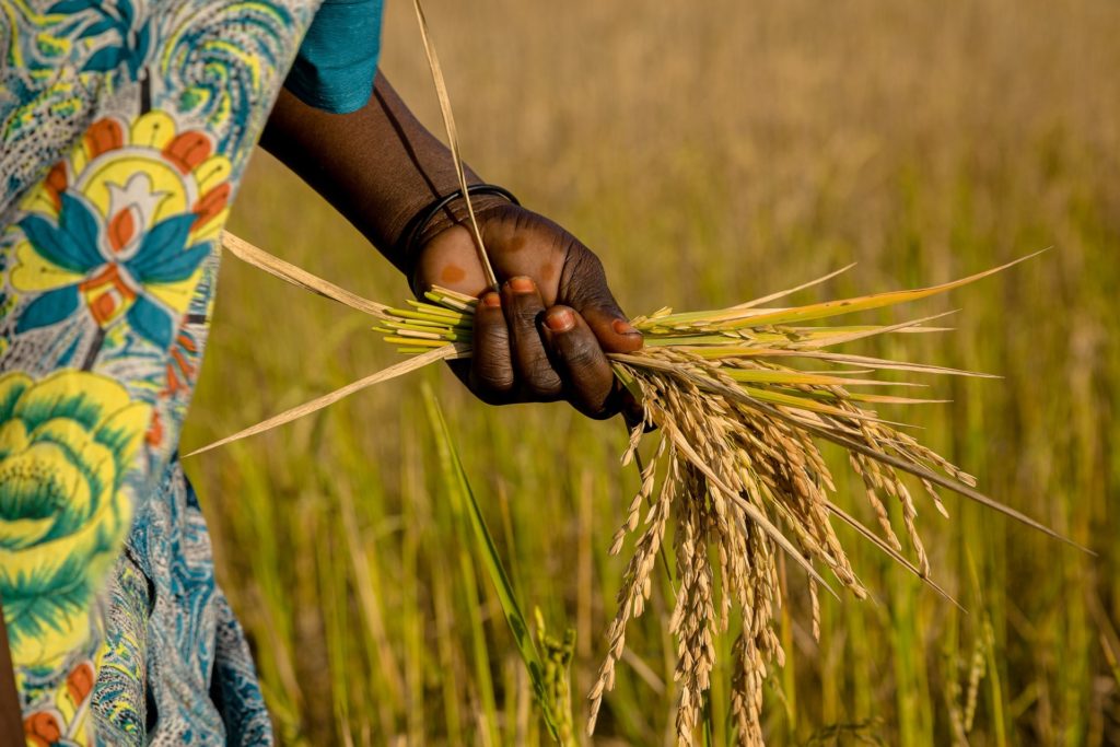Africa - Rice Field