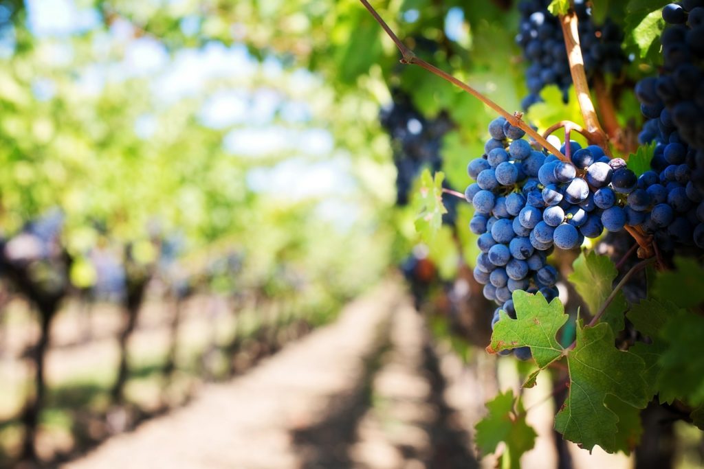 Vineyard - Grapes
