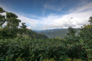 The Protection of Bwindi Impenetrable Forest