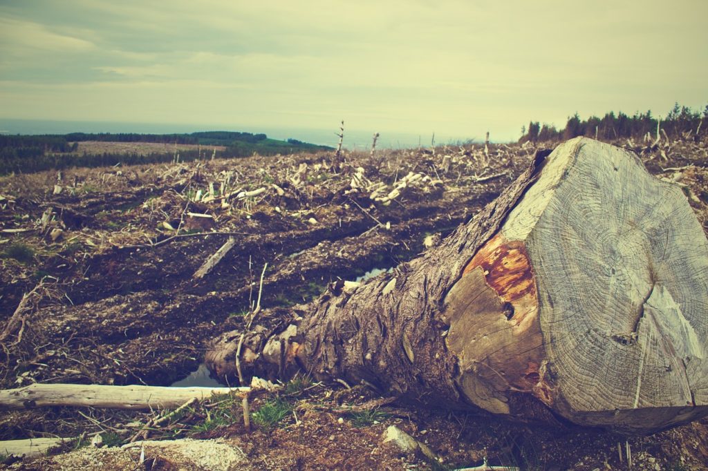 deforestation - pixabay