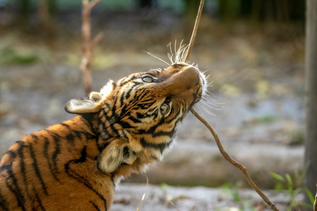 Malayan tiger cub -pixabay