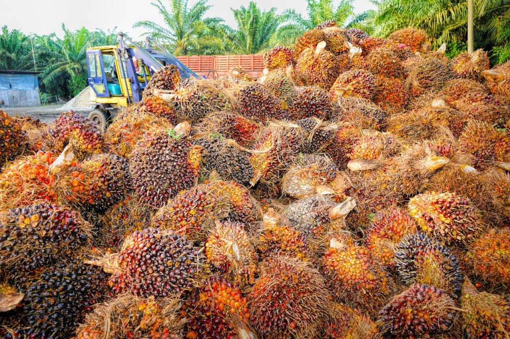 palm oil fruit - pixabay