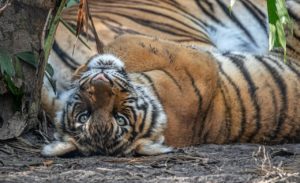 Malayan Tigers: Is it Too Late for Malaysia’s National Animal?