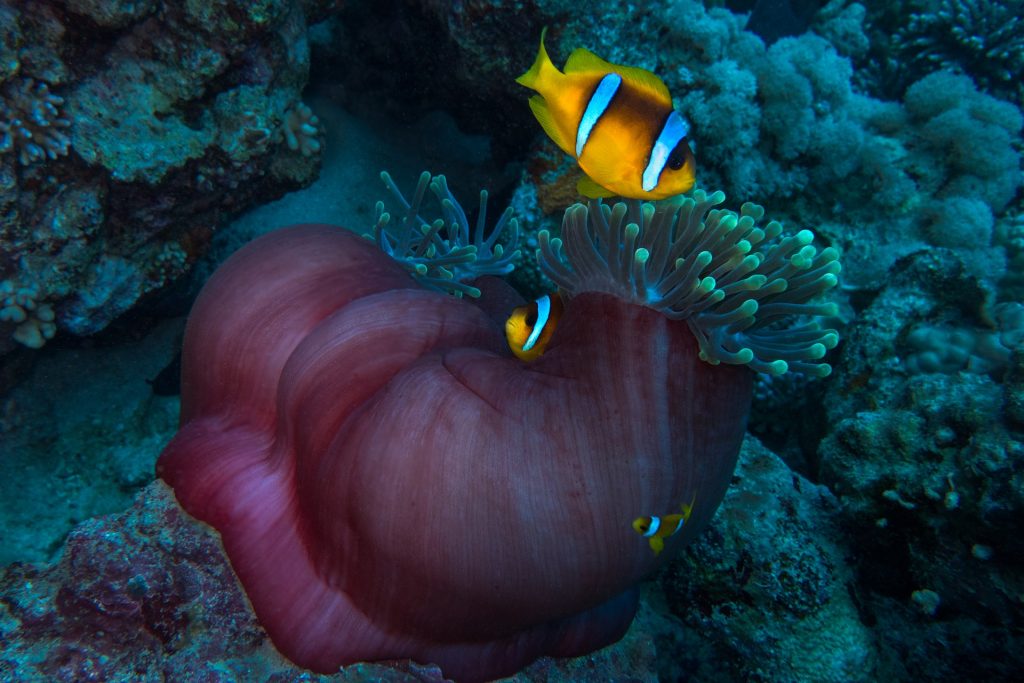 clownfish coral - pixabay