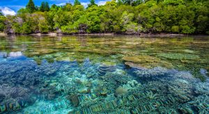 How Local Communities are Saving Indonesia’s Coral Reefs