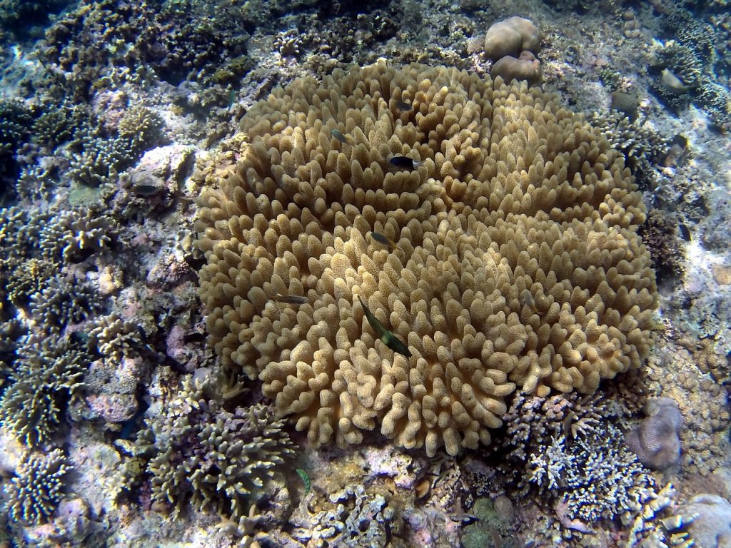 bleached coral - pixabay