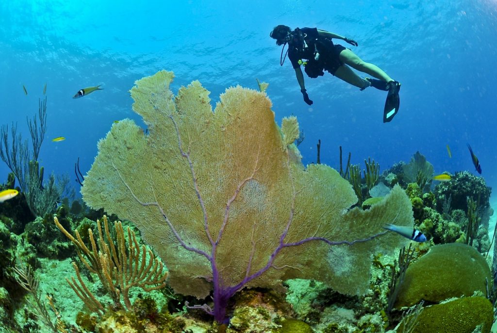 diver coral reef - pixabay