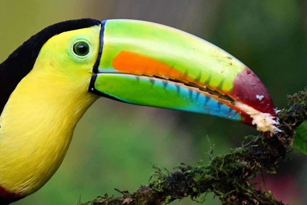 Keel Billed Toucan in Costa Rica
