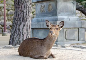 Japan’s Animal Hotspots