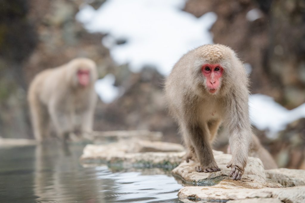 Japanese macaque - pixabay