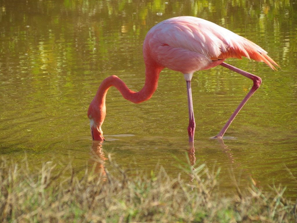 Flamingo, Pixabay