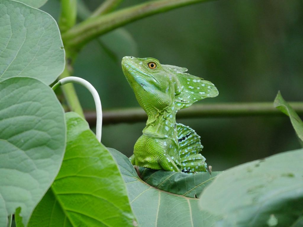 Basilisk Lizard in Costa Rica, Pixabay