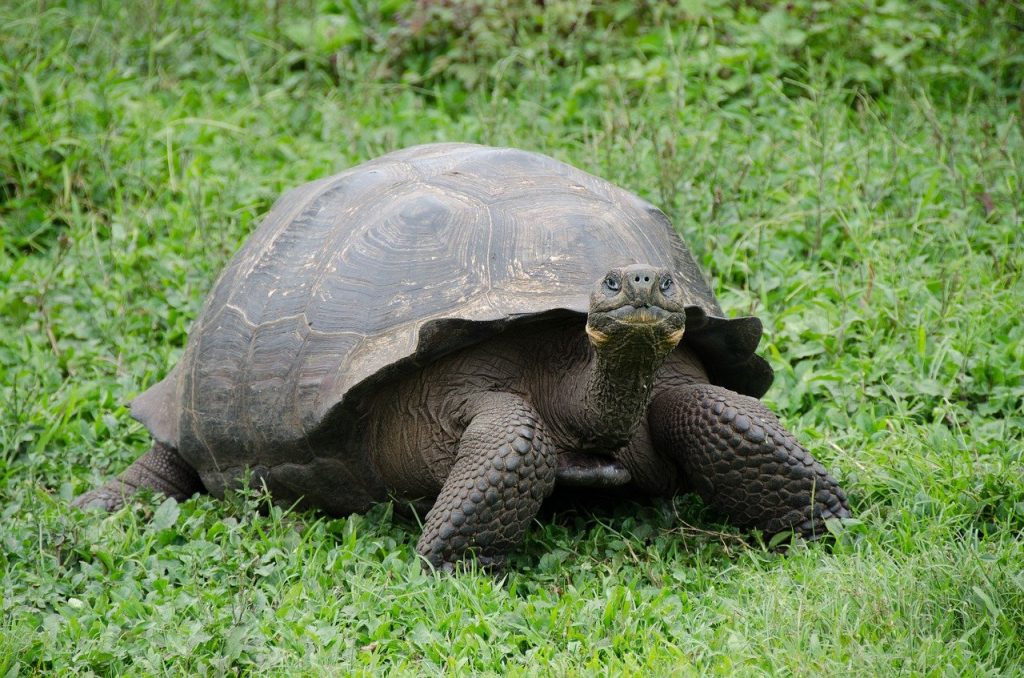 Giant Tortoise, Pixabay