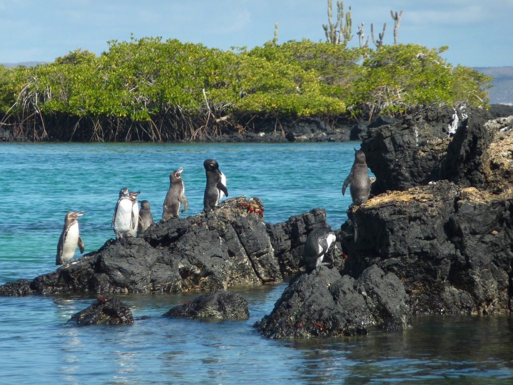 Galapagos Penguin, Pixabay