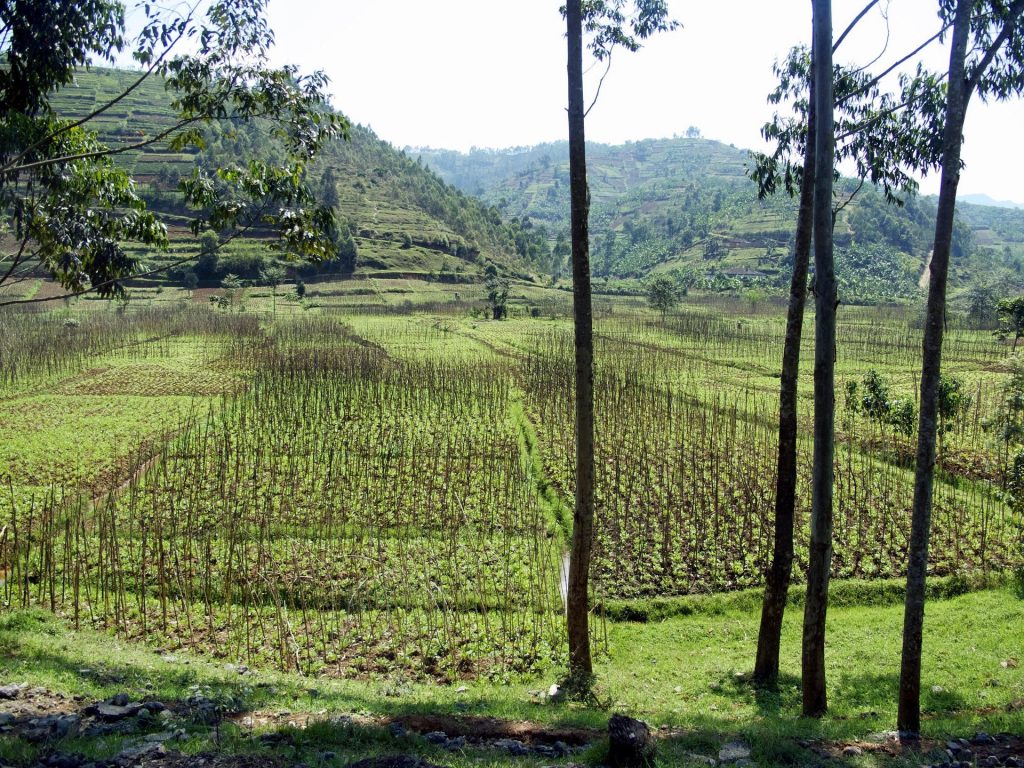 Green terraced farmland stretching across the rolling hills of rural Rwanda