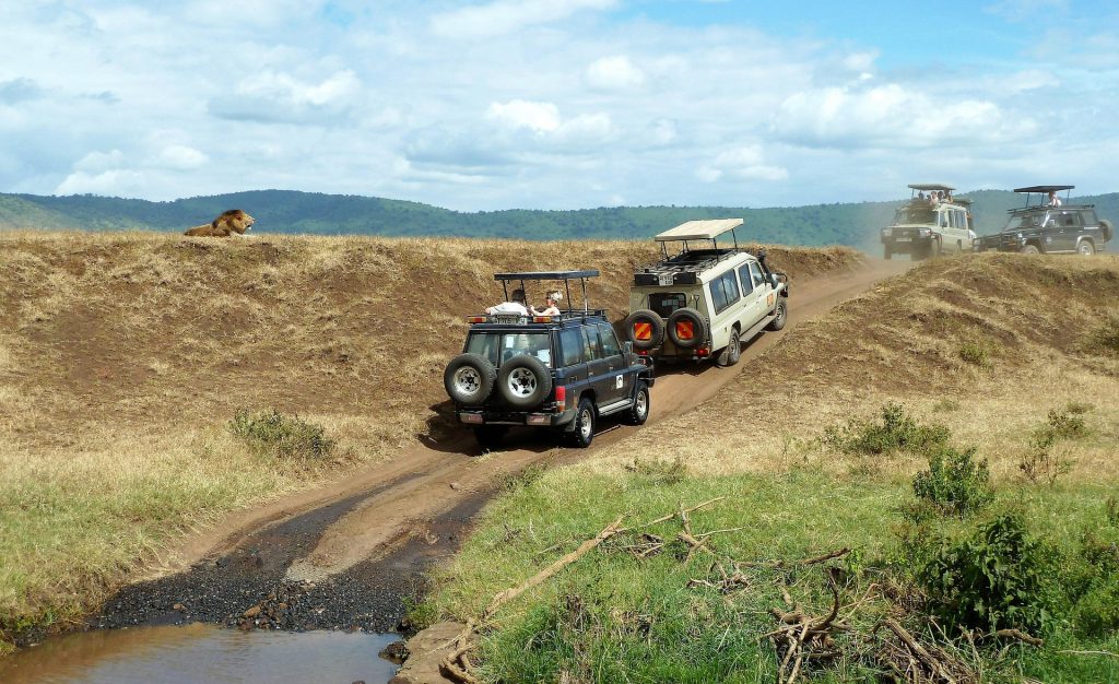 Safari jeeps driving through open African grassland near a resting lion