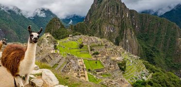 Llama overlooking the ancient Inca citadel of Machu Picchu in the Peruvian Andes