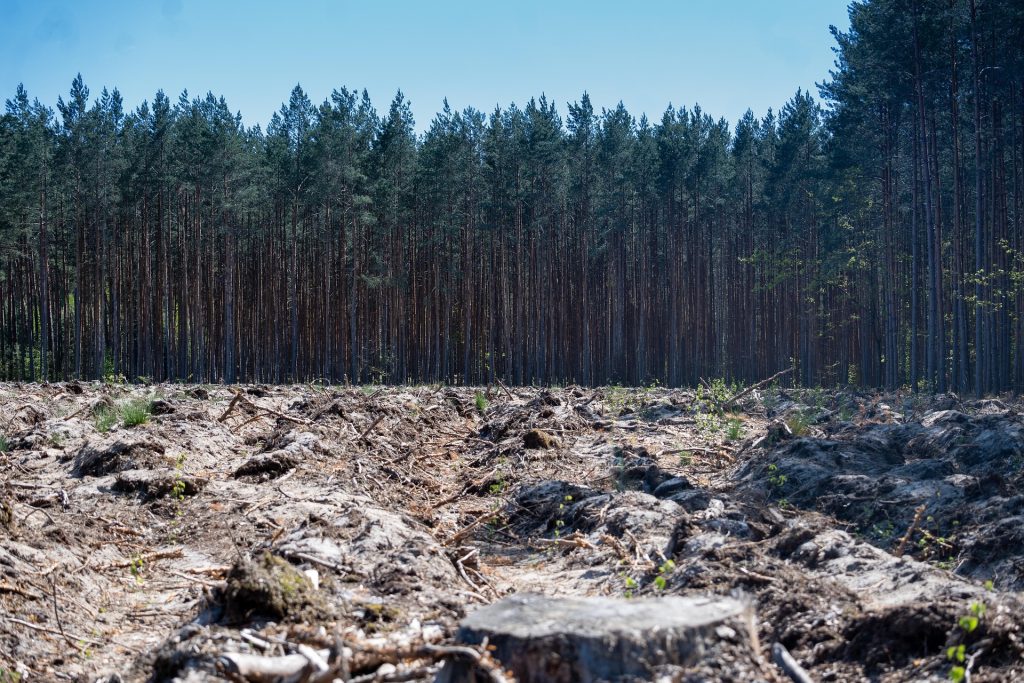 Felled trees across a cleared forest area illustrating deforestation and habitat loss