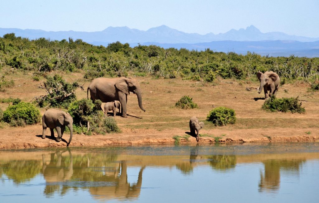 Herd of African elephants and calves gathered beside a waterhole with mountains in the distance