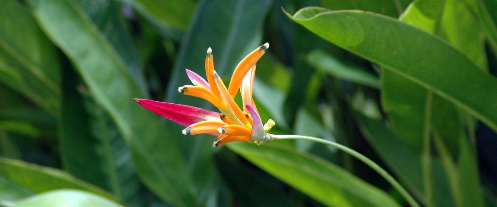 Costa Rica