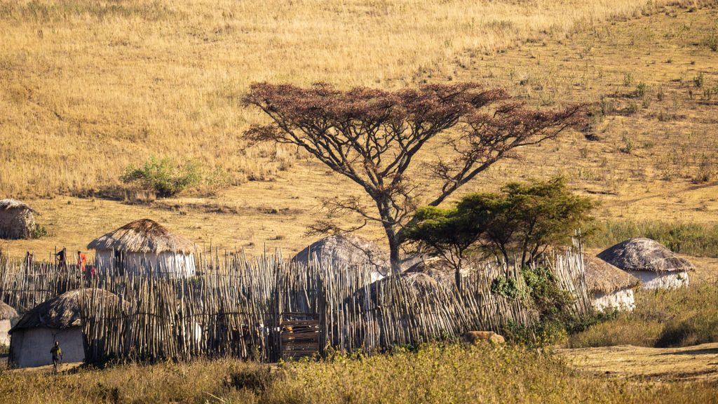 Traditional Maasai village with thatched huts, wooden fencing and an acacia tree