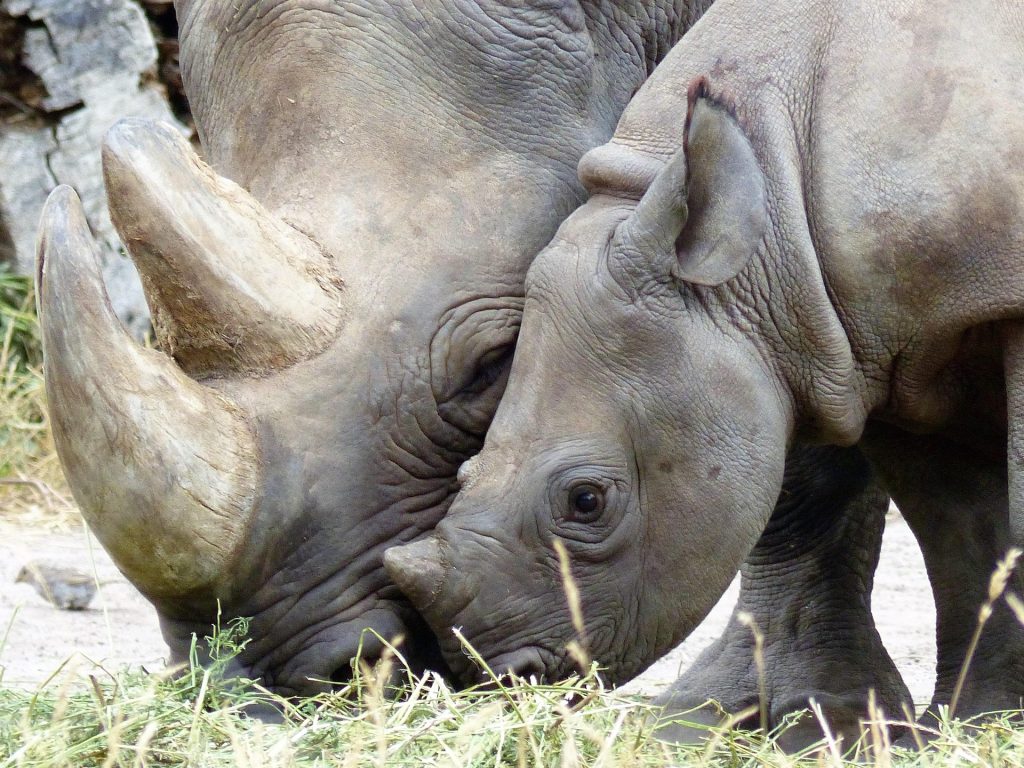 White rhinoceros with its calf grazing together in the African wilderness