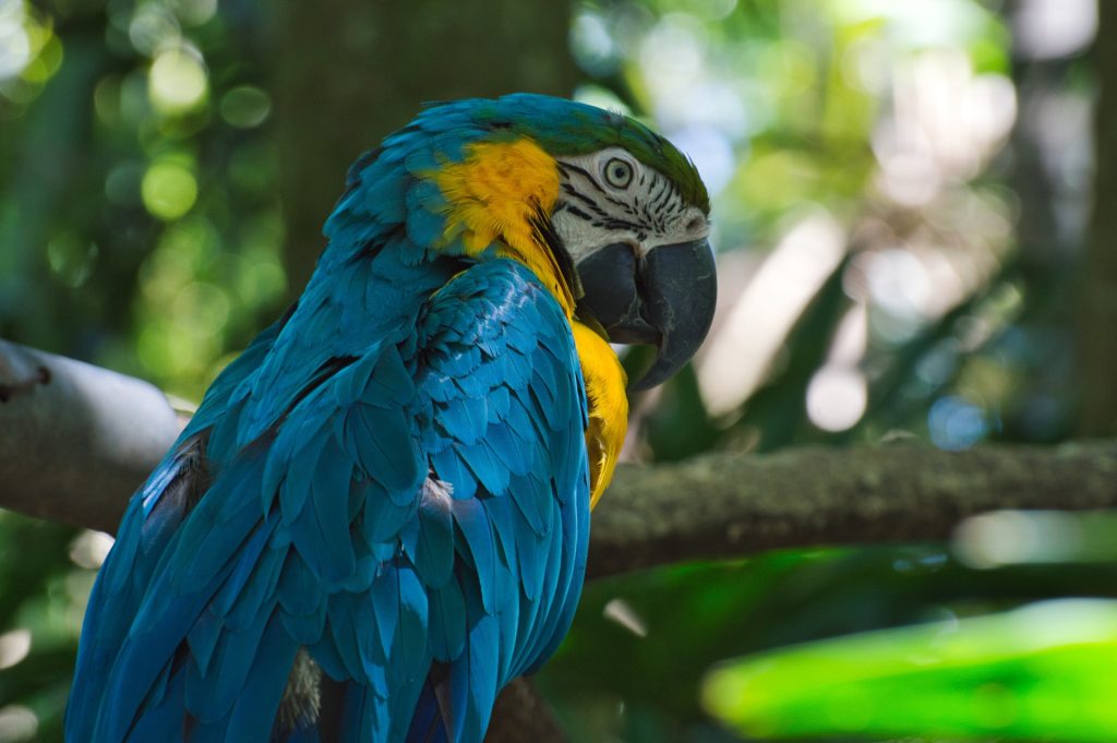 Blue and yellow macaw perched in a tropical rainforest surrounded by lush green foliage