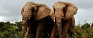 Africa