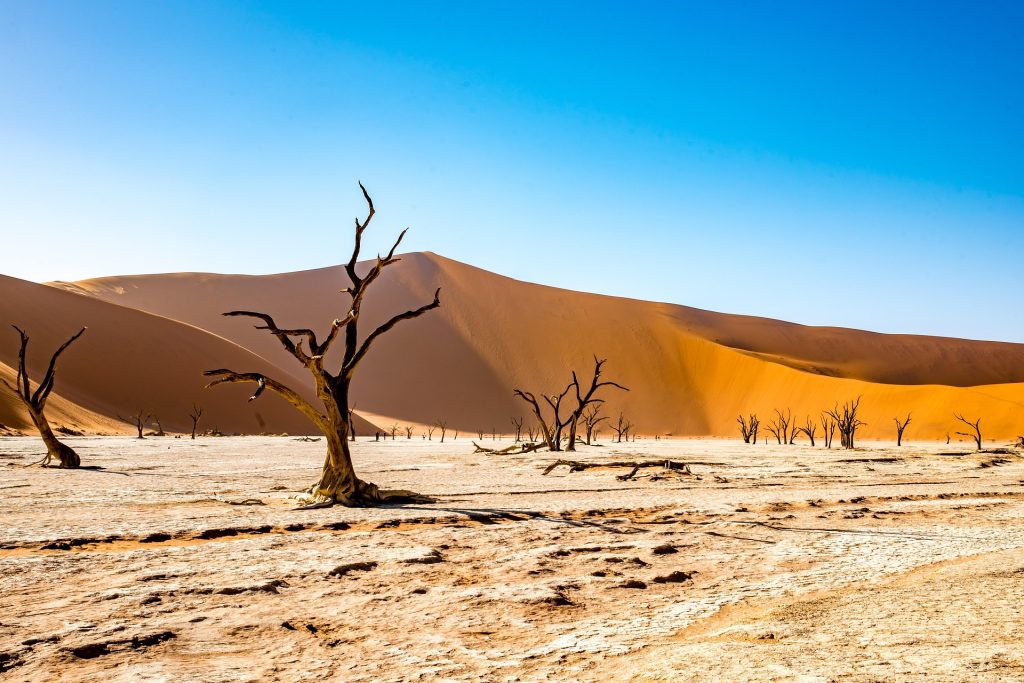 Dead camel thorn trees standing on the dry clay pan of Deadvlei in Namibia
