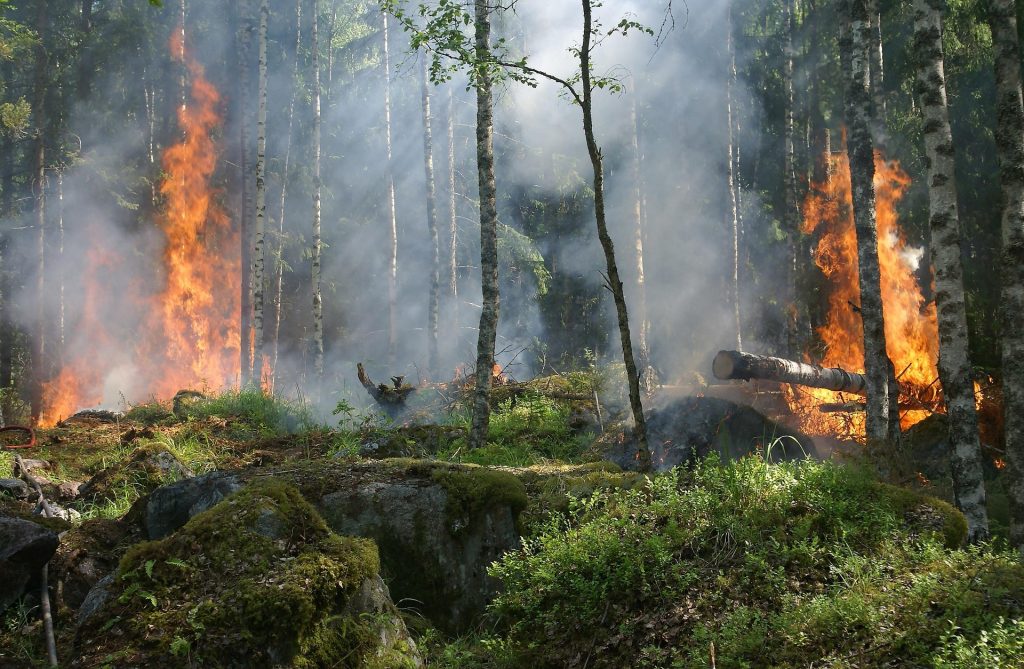 Forest wildfire spreading through woodland with flames and smoke among the trees