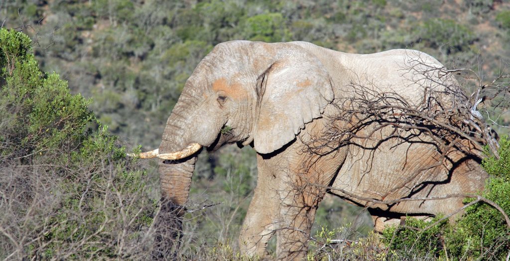 South Africa