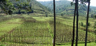 Green terraced farmland stretching across the rolling hills of rural Rwanda